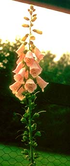 Digitalis purpurea (Foxglove)